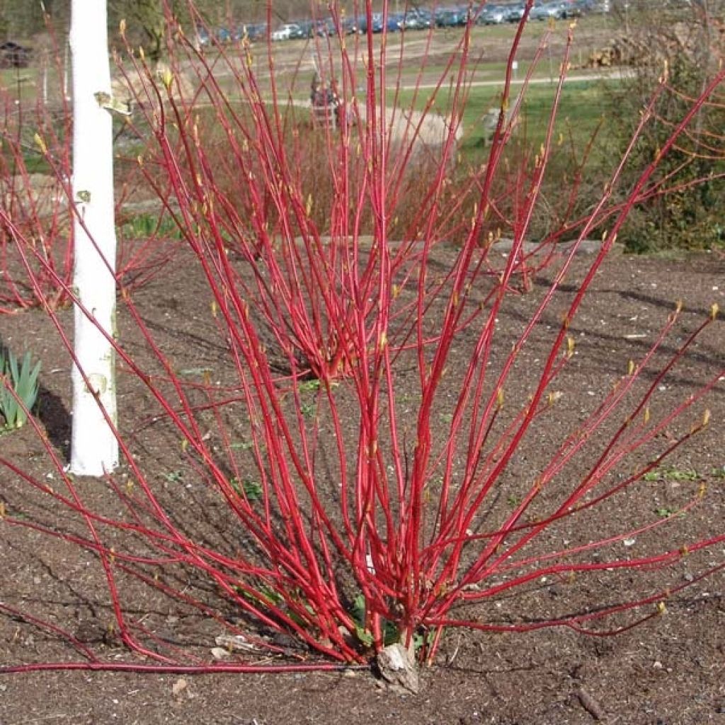 Cornouiller blanc - Cornus alba Aurea