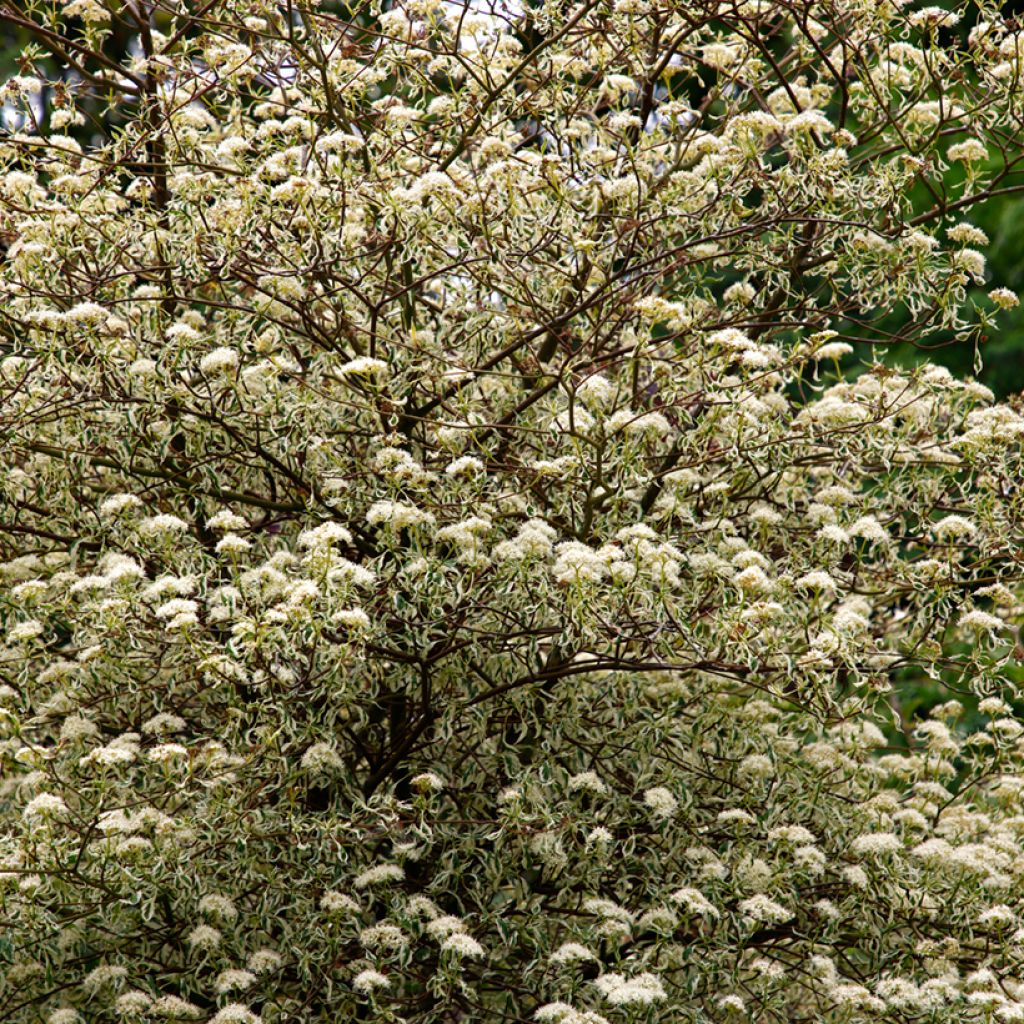 Cornus alternifolia Argentea - Wechselblättriger Hartriegel
