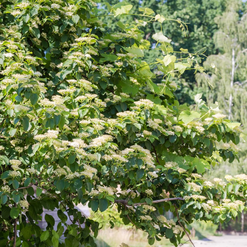 Cornus alternifolia - Wechselblättriger Hartriegel