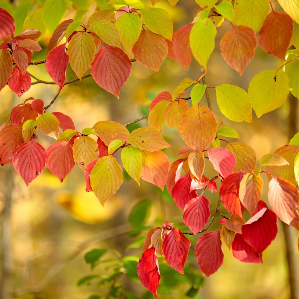 Cornus alternifolia - Wechselblättriger Hartriegel