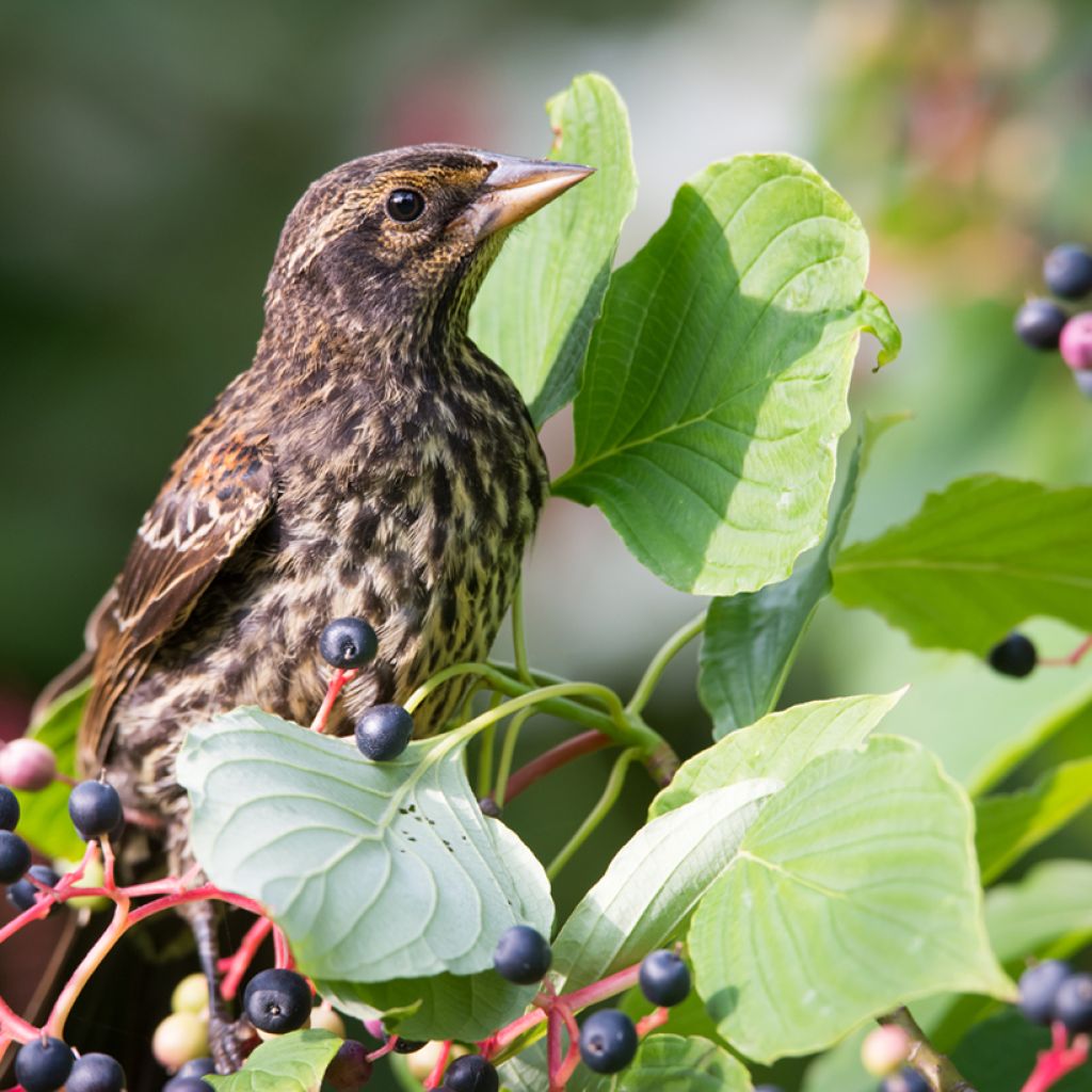 Cornus alternifolia - Wechselblättriger Hartriegel