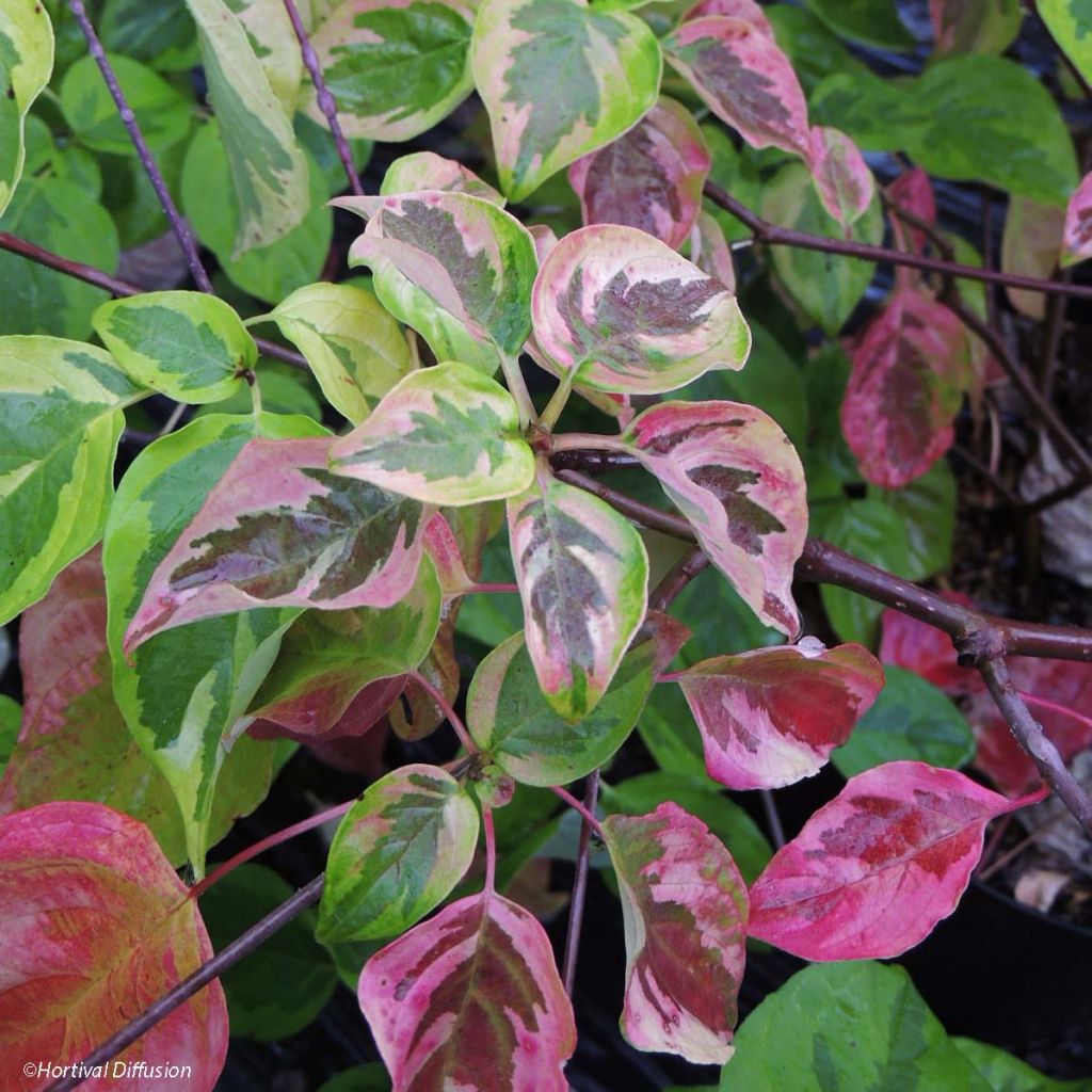 Cornus alternifolia Golden Shadows  - Cornouiller panaché de rose et d'or