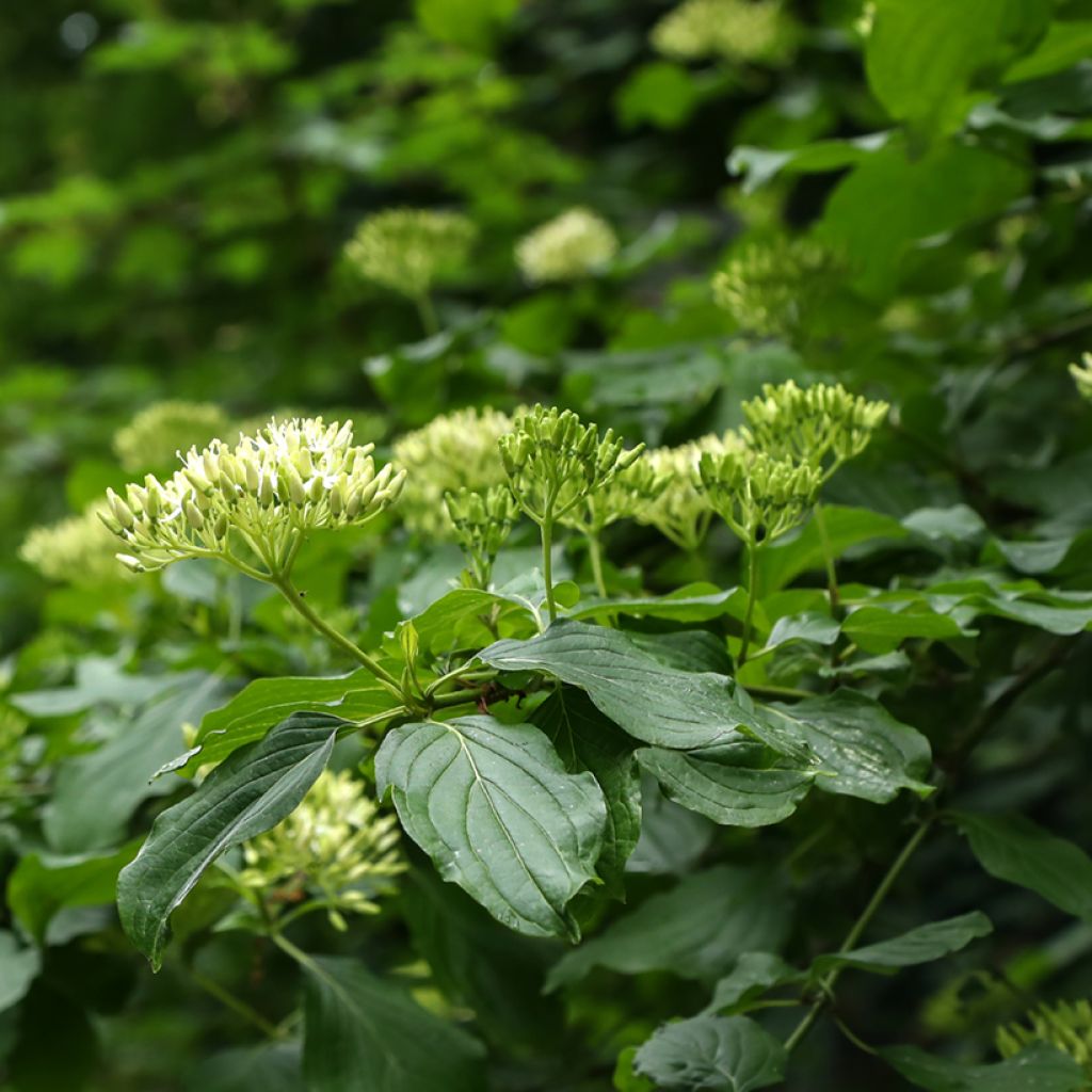 Benthams Hartriegel - Cornus controversa