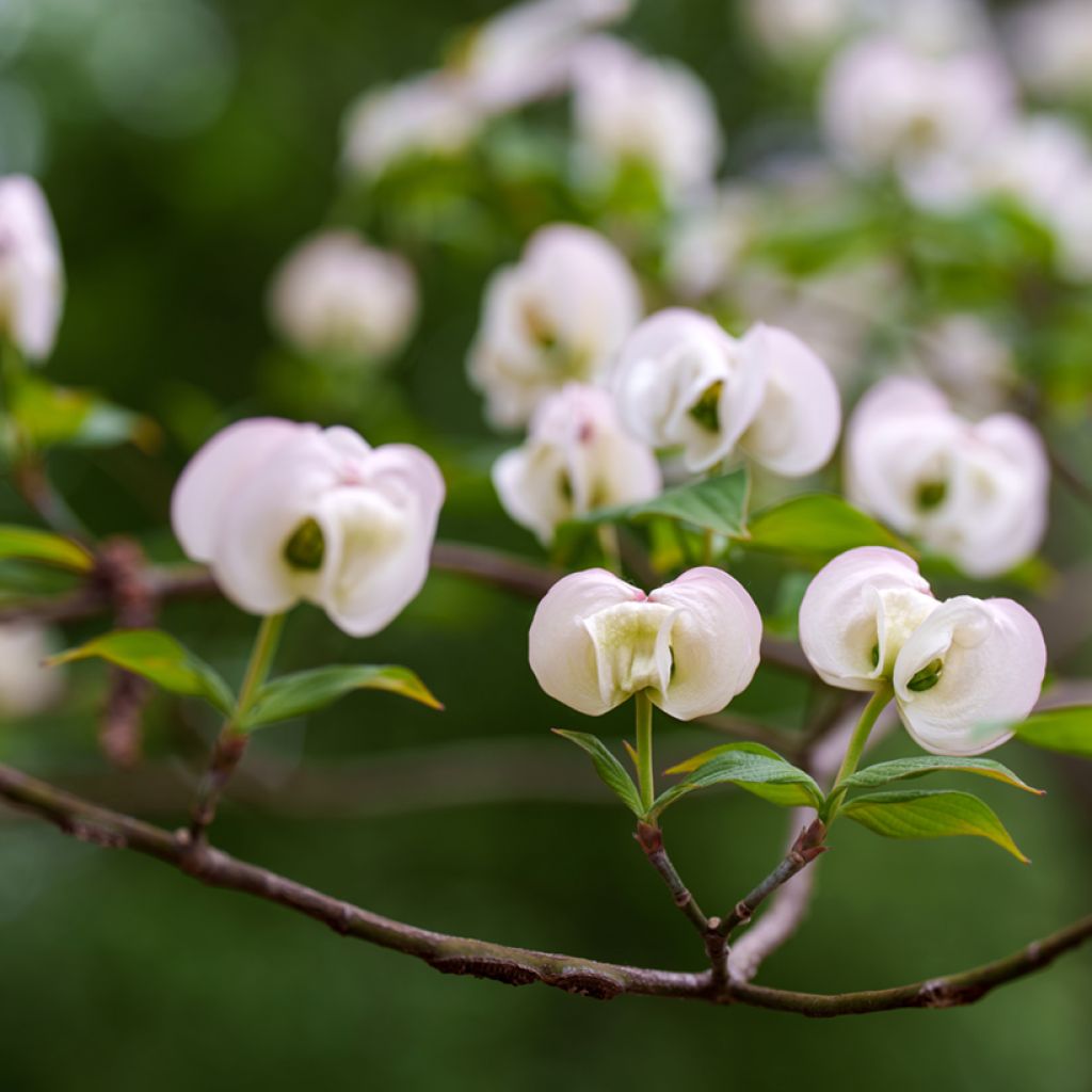 Amerikanischer Blumen-Hartriegel Cloud Nine - Cornus florida