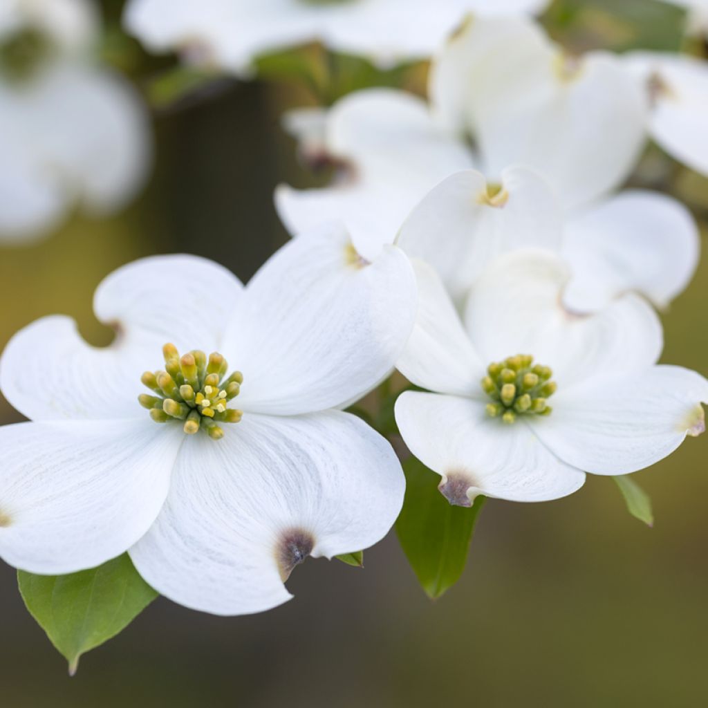 Amerikanischer Blumen-Hartriegel - Cornus florida