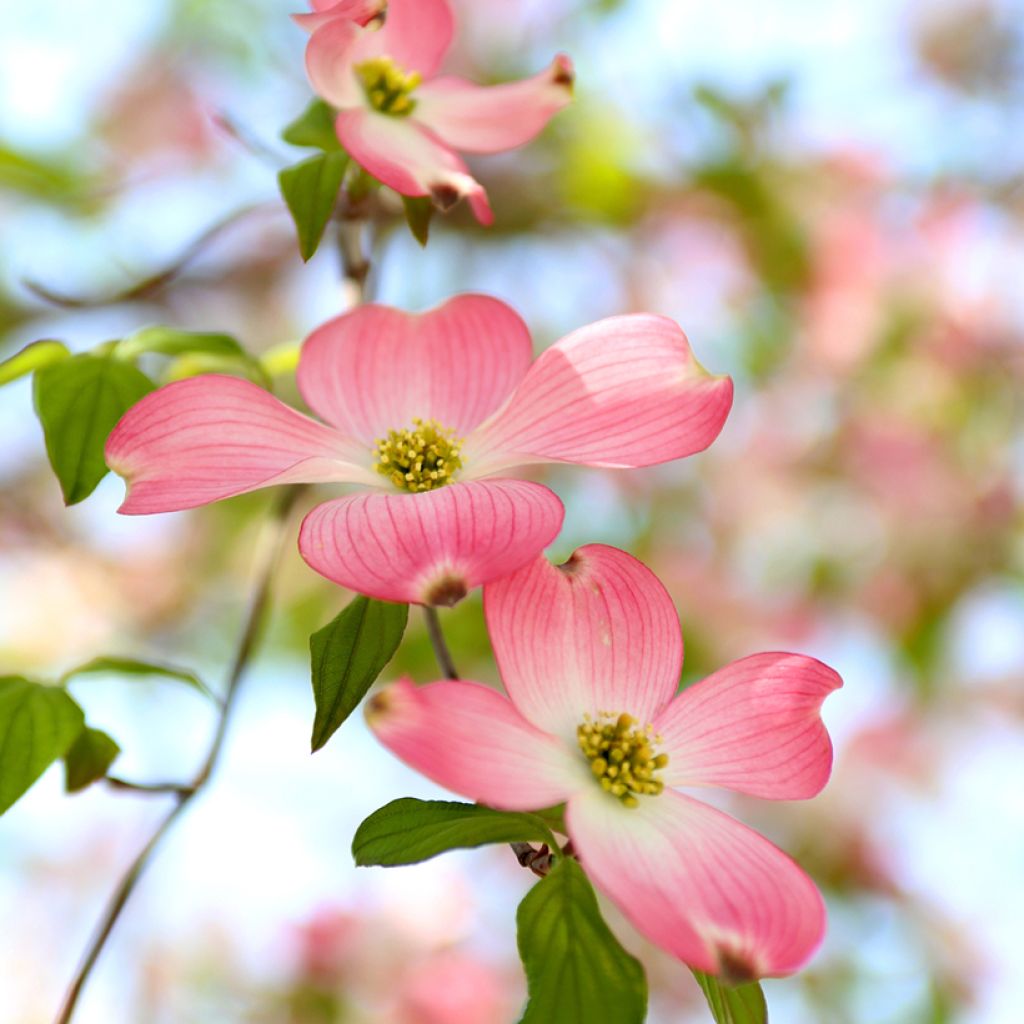 Amerikanischer Blumen-Hartriegel Rubra - Cornus florida