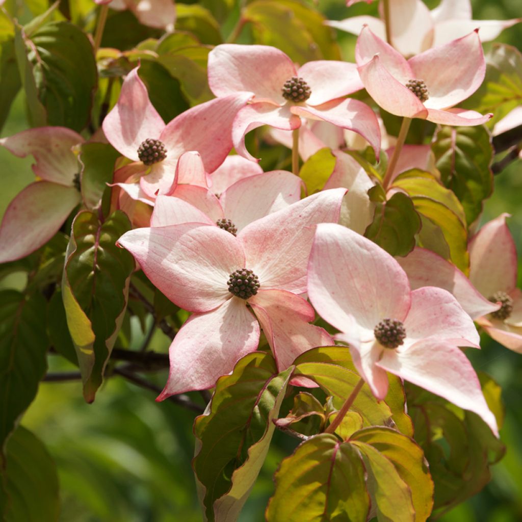 Japanischer Blumen-Hartriegel Beni-fuji - Cornus kousa