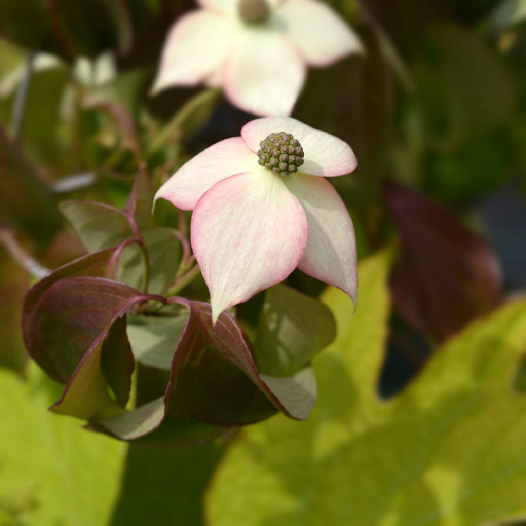Japanischer Blumen-Hartriegel Cappuccino - Cornus kousa