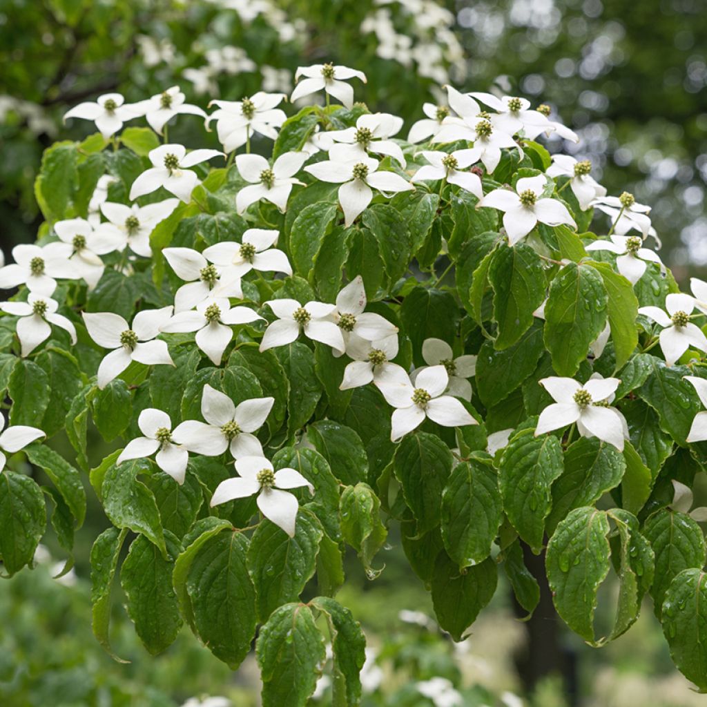 Japanischer Blumen-Hartriegel Chinensis - Cornus kousa