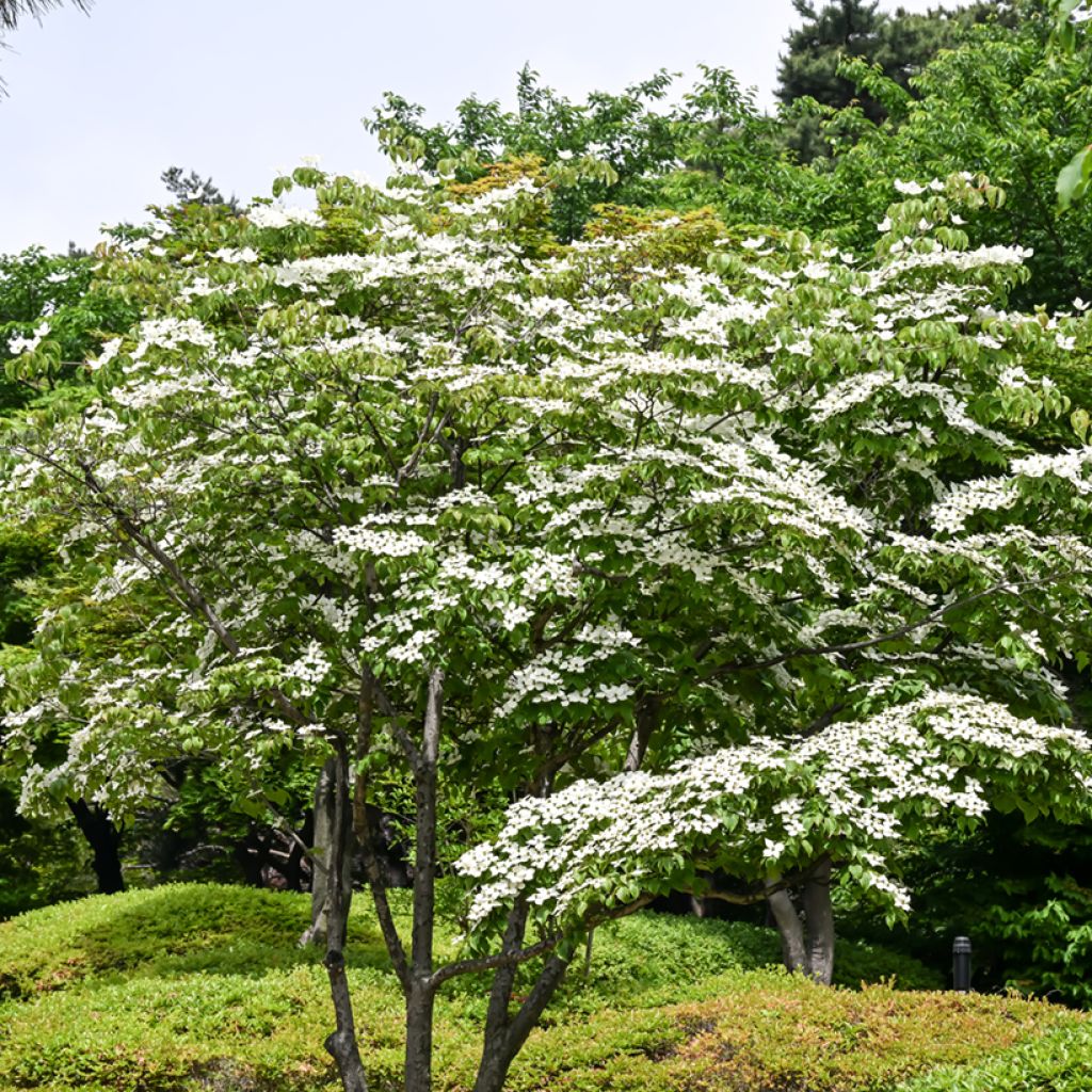 Japanischer Blumen-Hartriegel - Cornus kousa