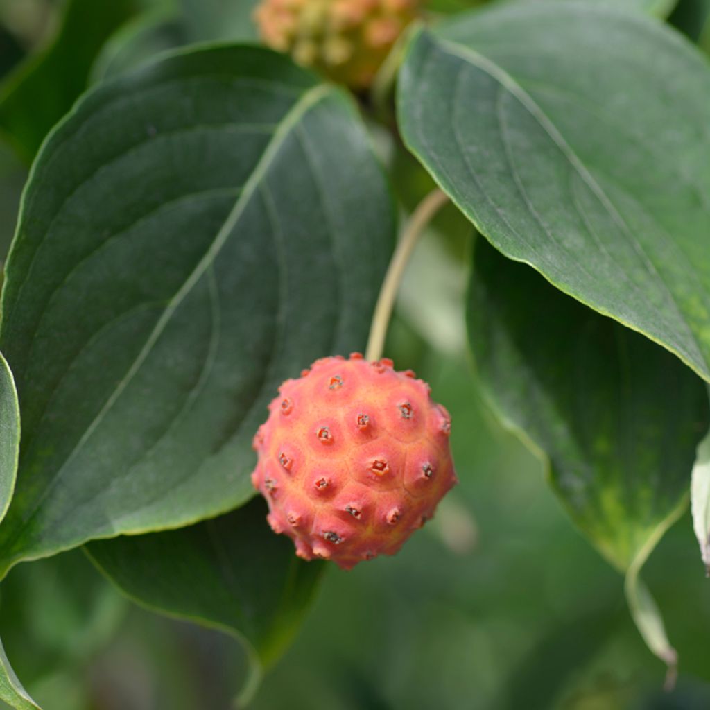 Japanischer Blumen-Hartriegel Galilean - Cornus kousa