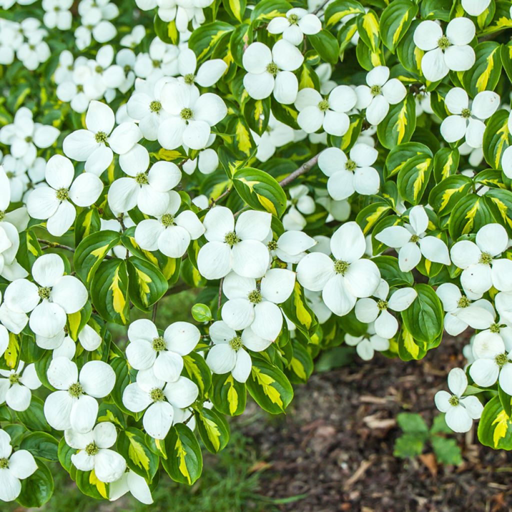 Japanischer Blumen-Hartriegel Gold Star - Cornus kousa