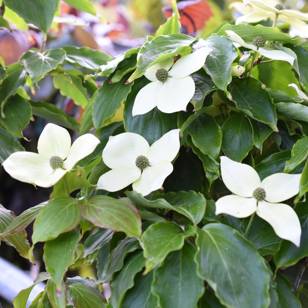 Japanischer Blumen-Hartriegel Teutonia - Cornus kousa