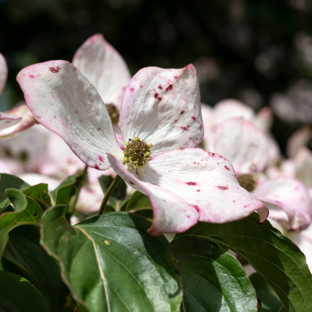Japanischer Blumen-Hartriegel Teutonia - Cornus kousa