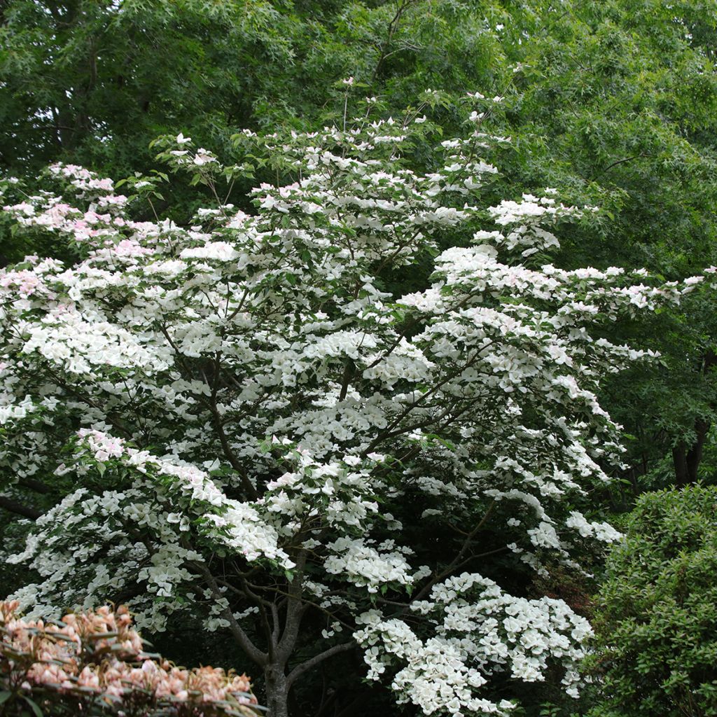 Japanischer Blumen-Hartriegel Venus - Cornus kousa