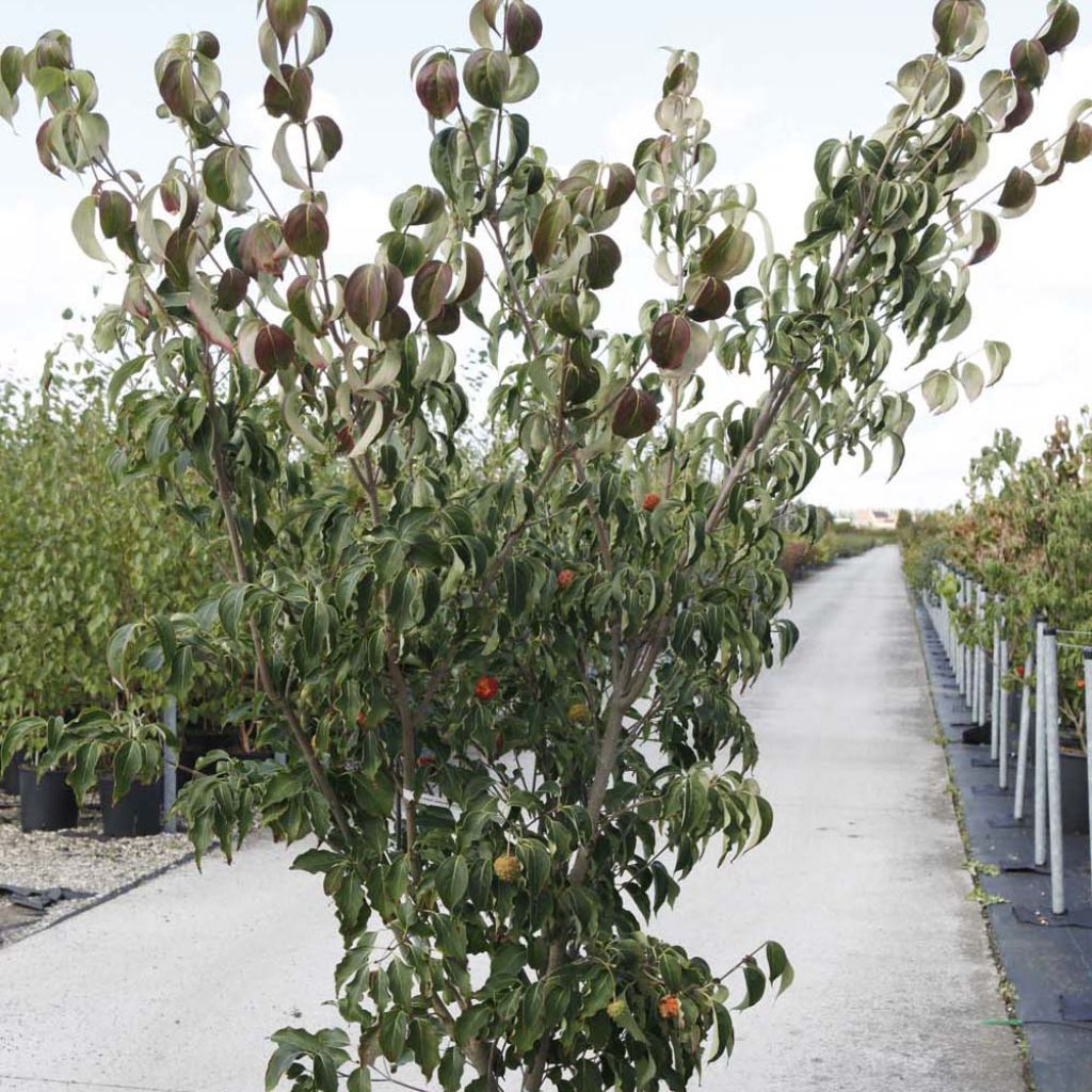 Japanischer Blumen-Hartriegel Weisse Fontaine - Cornus kousa
