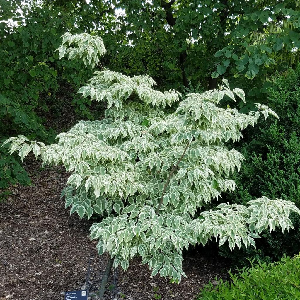 Japanischer Blumen-Hartriegel Wolf Eyes - Cornus kousa