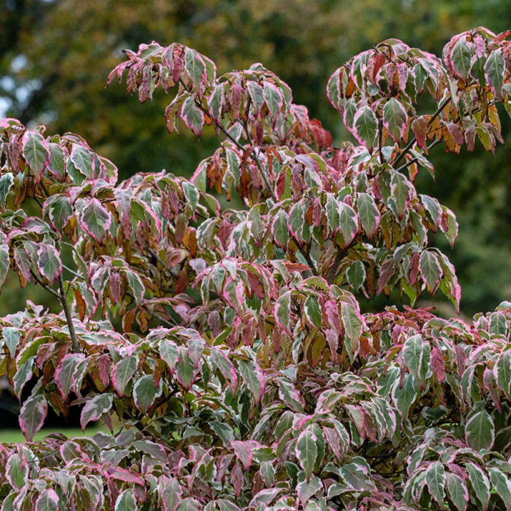 Japanischer Blumen-Hartriegel Wolf Eyes - Cornus kousa