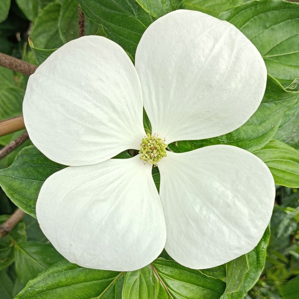 Japanischer Blumen-Hartriegel Venus - Cornus kousa