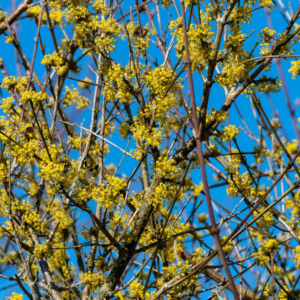 Kornelkirsche Aurea - Cornus mas