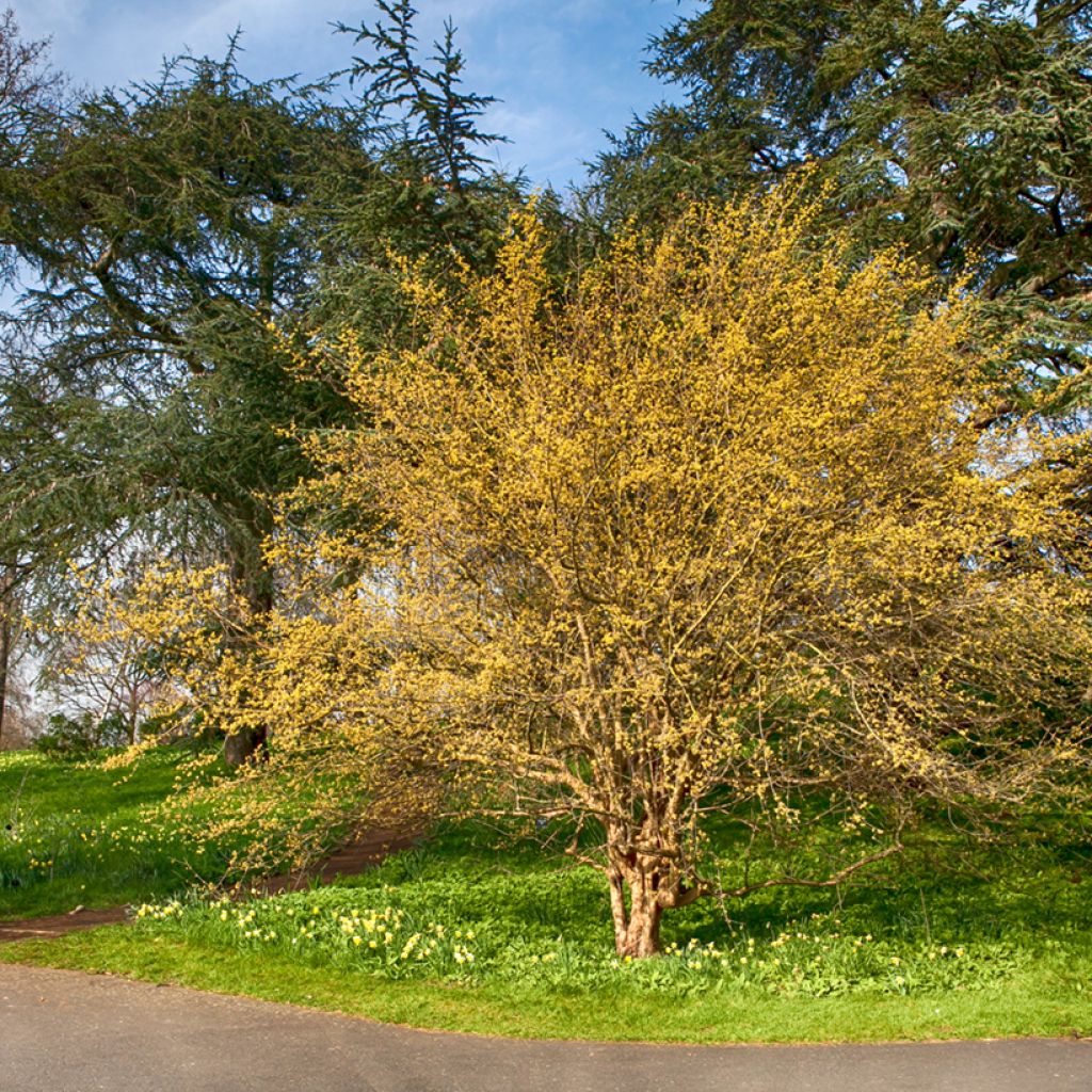 Kornelkirsche - Cornus mas
