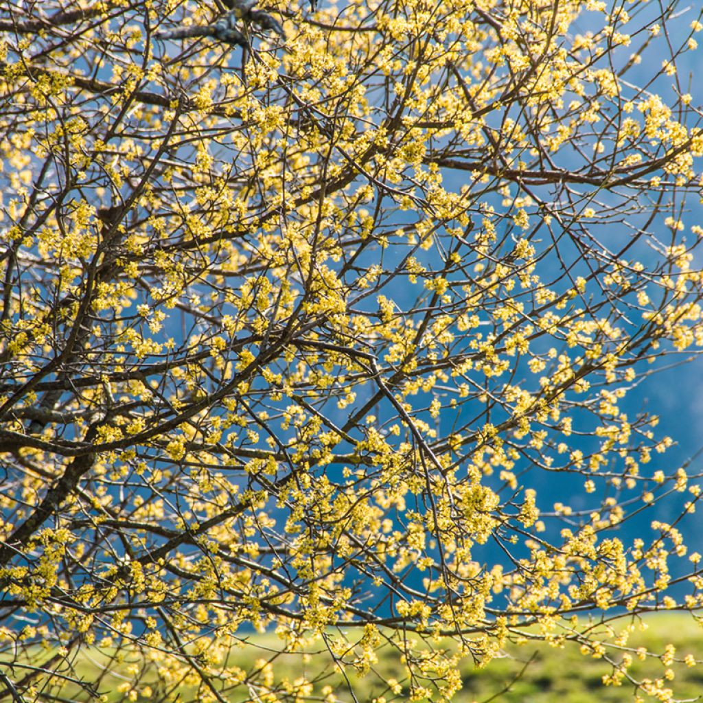 Kornelkirsche - Cornus mas