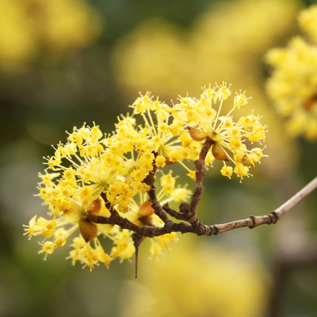 Kornelkirsche - Cornus mas