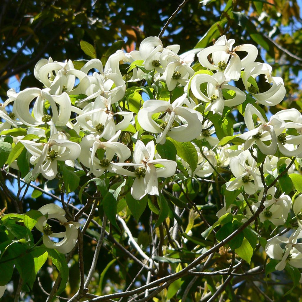 Amerikanischer Blumen-Hartriegel - Cornus florida subsp. urbiniana
