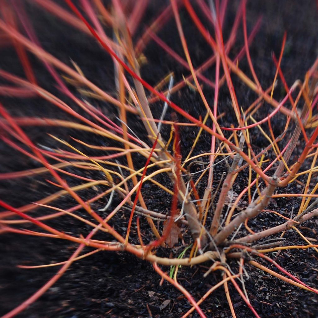Cornus sanguinea Magic Flame - Cornouiller sanguin.