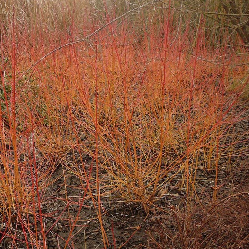 Roter Hartriegel Winter Beauty - Cornus sanguinea