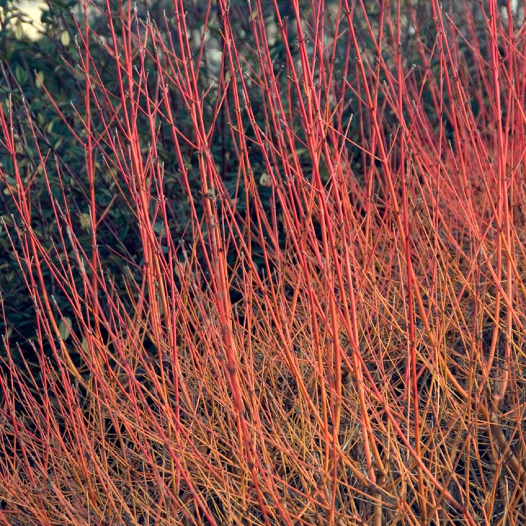 Roter Hartriegel Winter Beauty - Cornus sanguinea