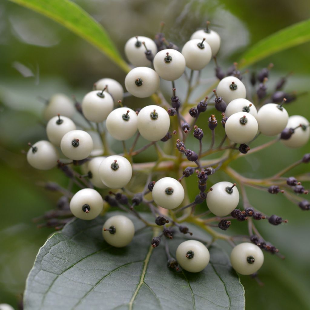 Seidige Hartriegel Baileyi - Cornus sericea