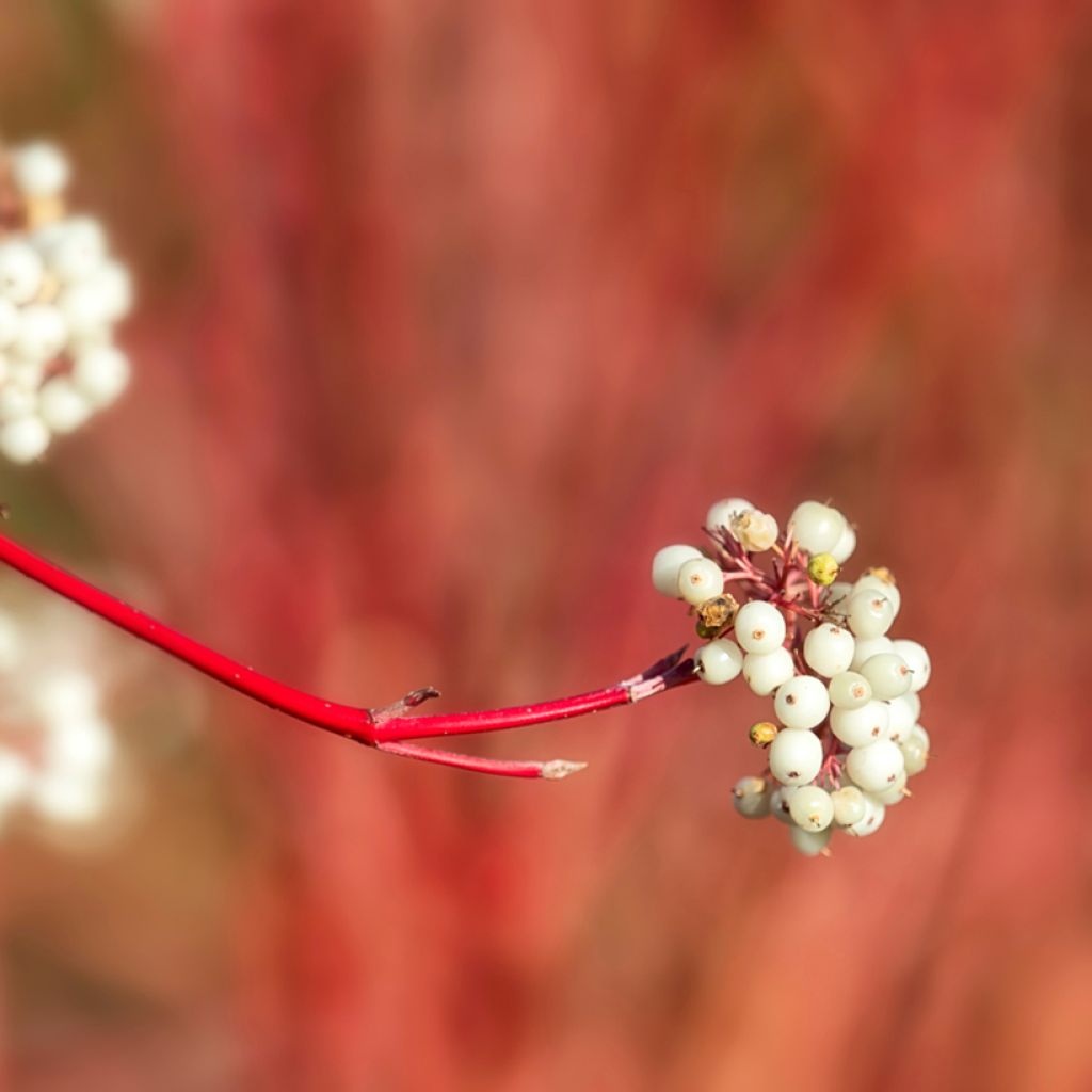 Seidige Hartriegel Cardinal - Cornus sericea