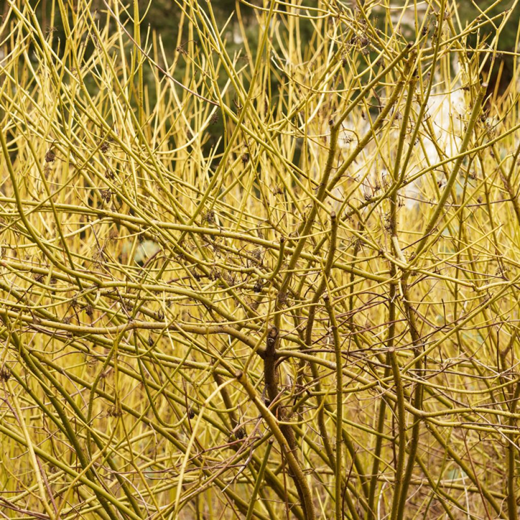 Seidige Hartriegel Flaviramea - Cornus sericea