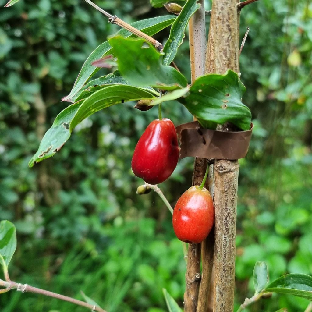 Kornelkirsche Kasanlak - Cornus mas