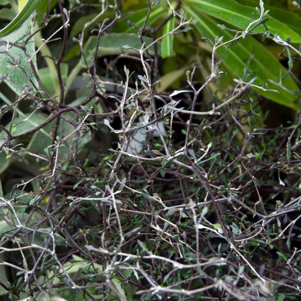 Corokia cotoneaster - Zickzackstrauch