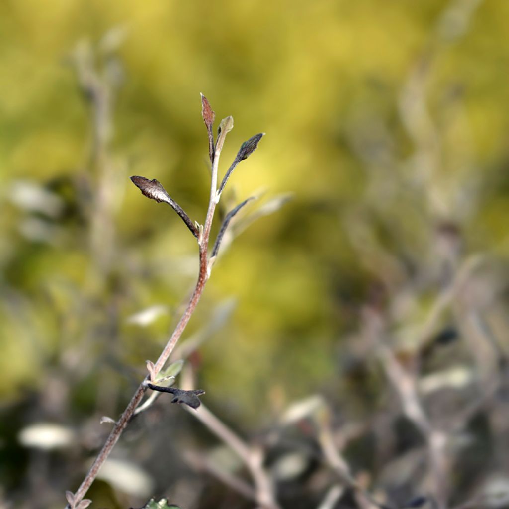 Corokia cotoneaster - Zickzackstrauch