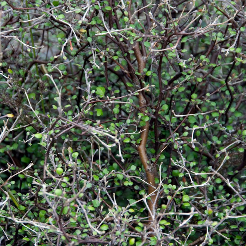 Corokia cotoneaster - Zickzackstrauch