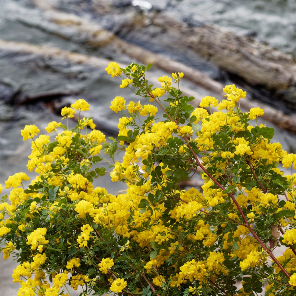Hippocrepis emerus - Strauchkronwicke