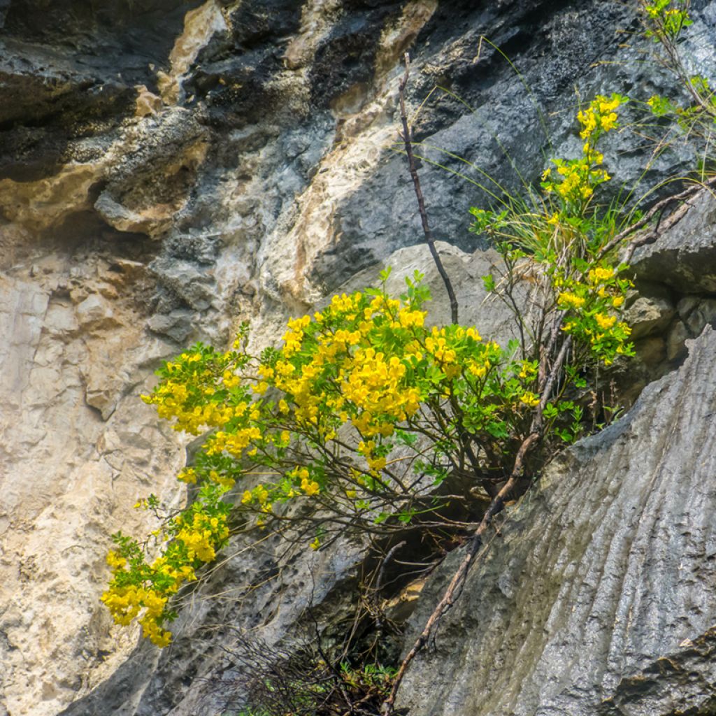 Hippocrepis emerus - Strauchkronwicke