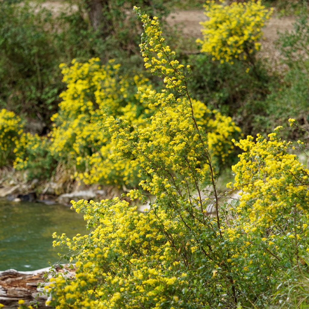 Hippocrepis emerus - Strauchkronwicke