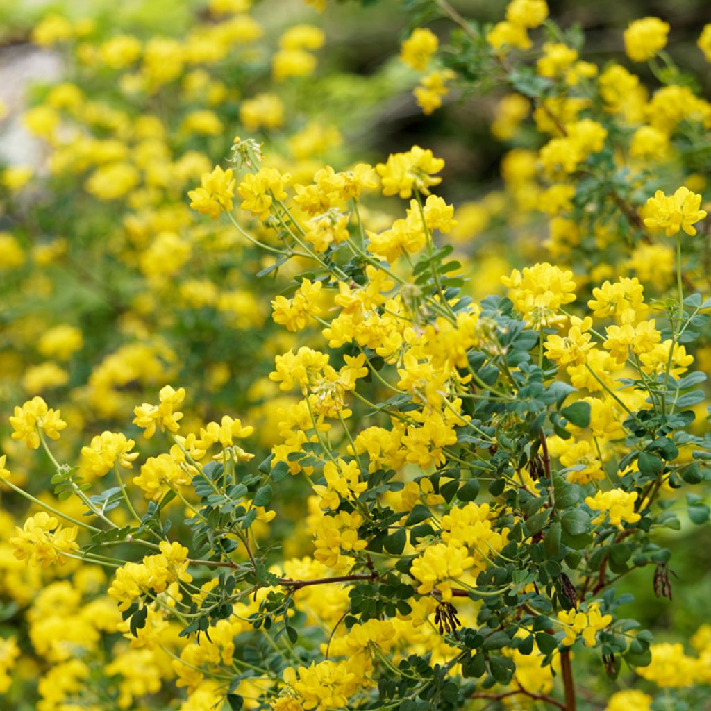 Hippocrepis emerus - Strauchkronwicke