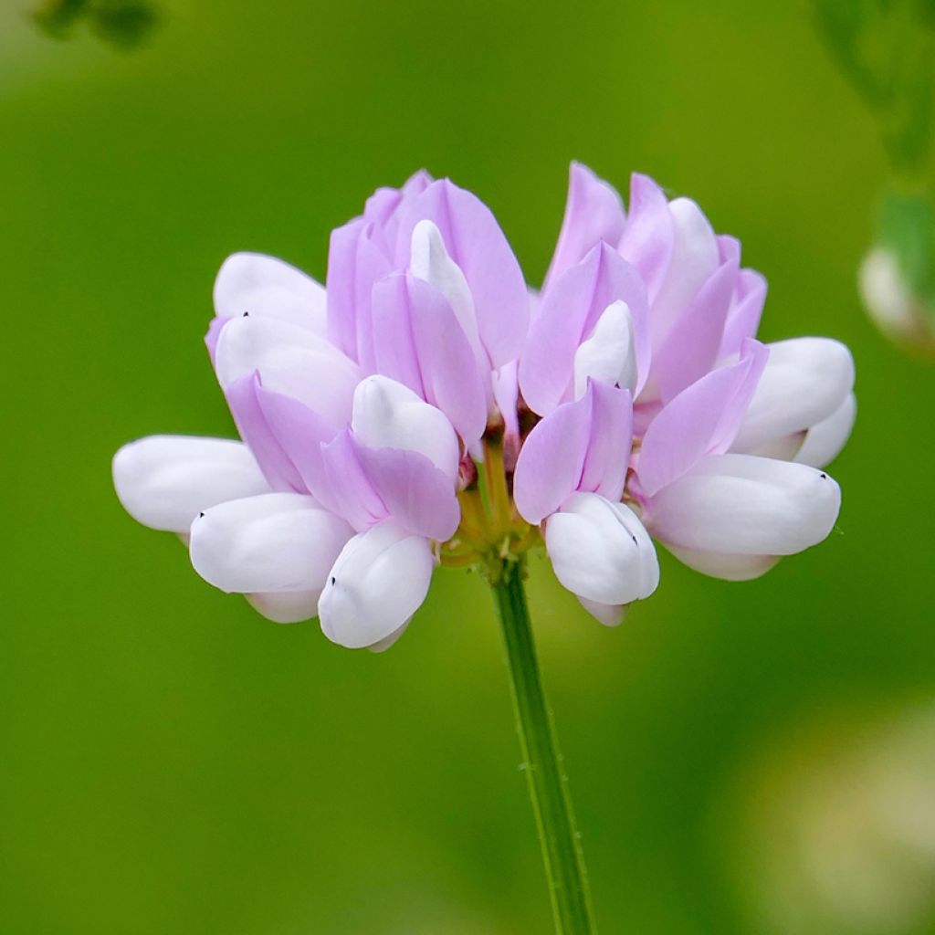 Coronilla varia - Bunte Kronwicke