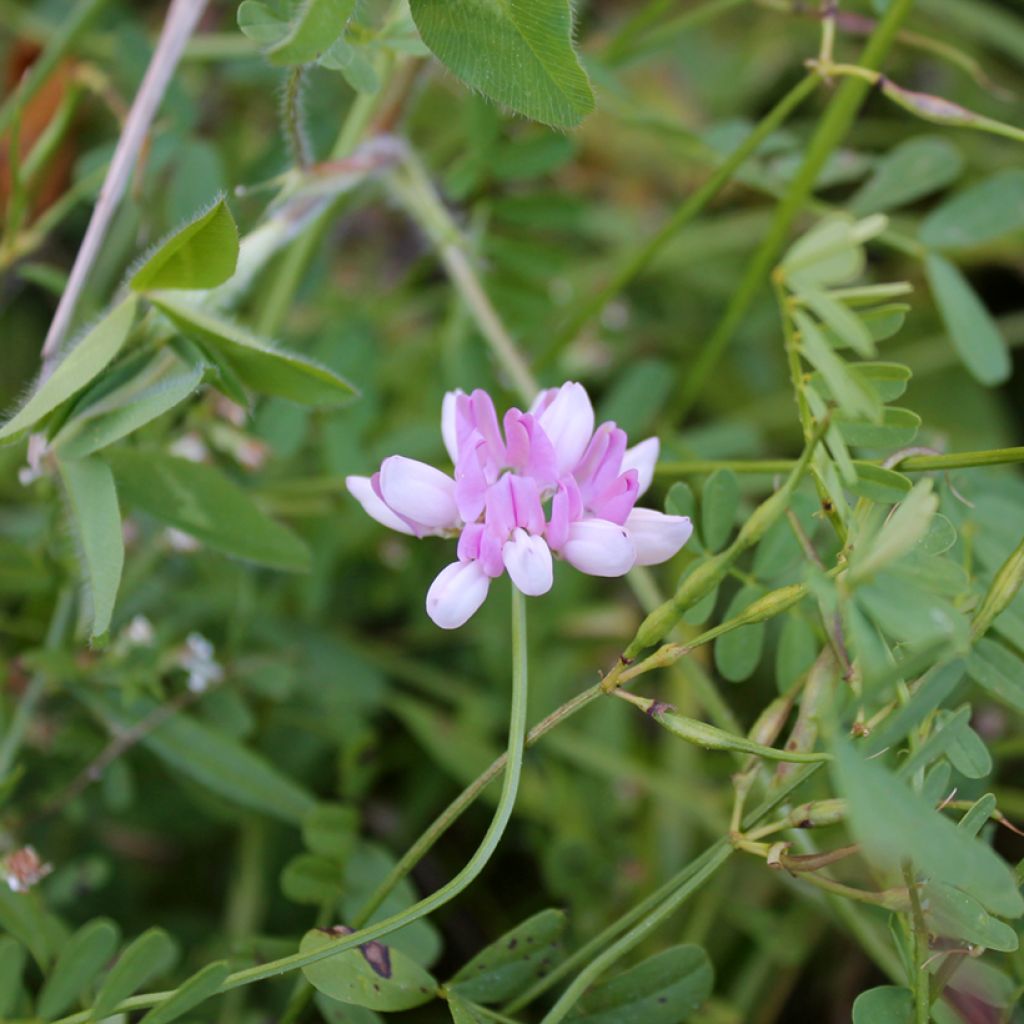 Coronilla varia - Bunte Kronwicke