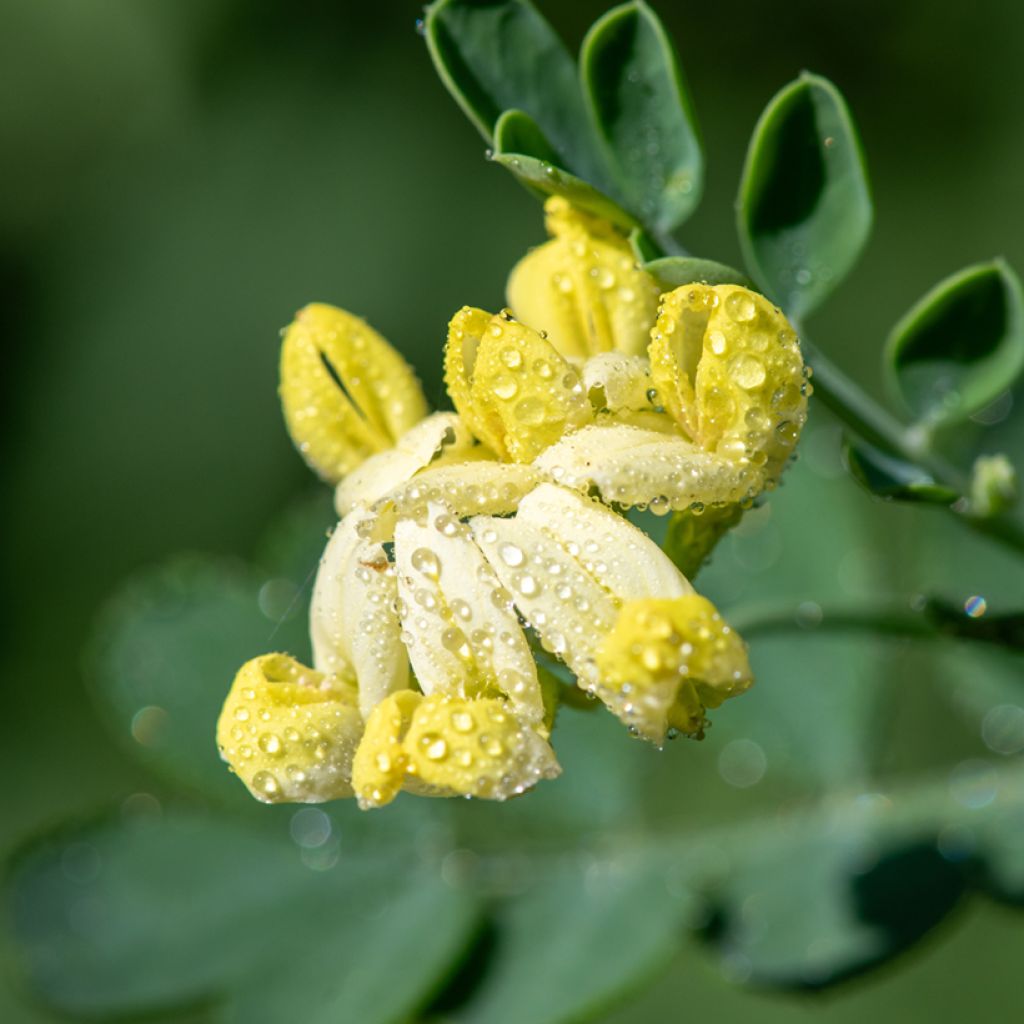Coronilla valentina subsp. glauca Citrina - Blaugrüne Kronwicke