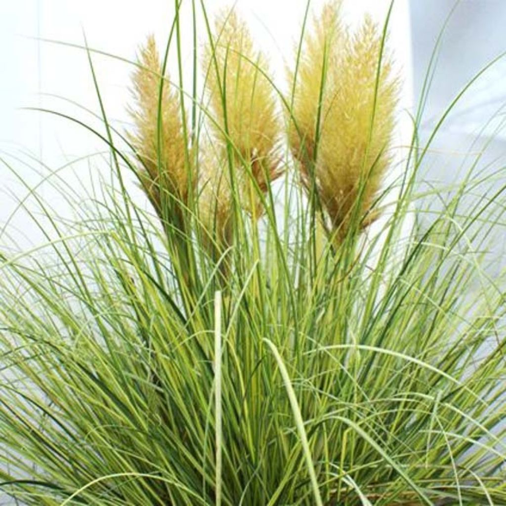 Cortaderia selloana Golden Goblin - Pampasgras