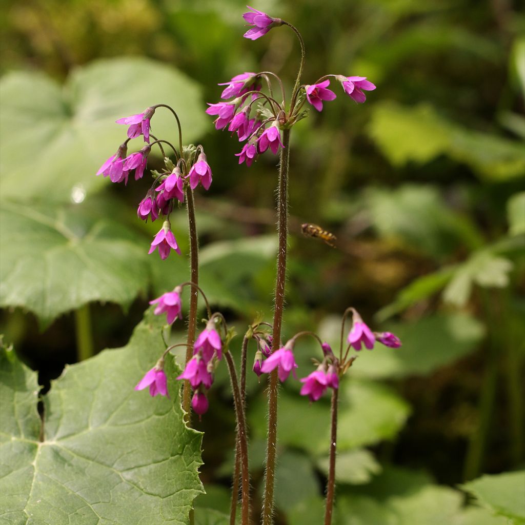 Cortusa matthioli subsp. pekinensis - Alpen-Glöckchen