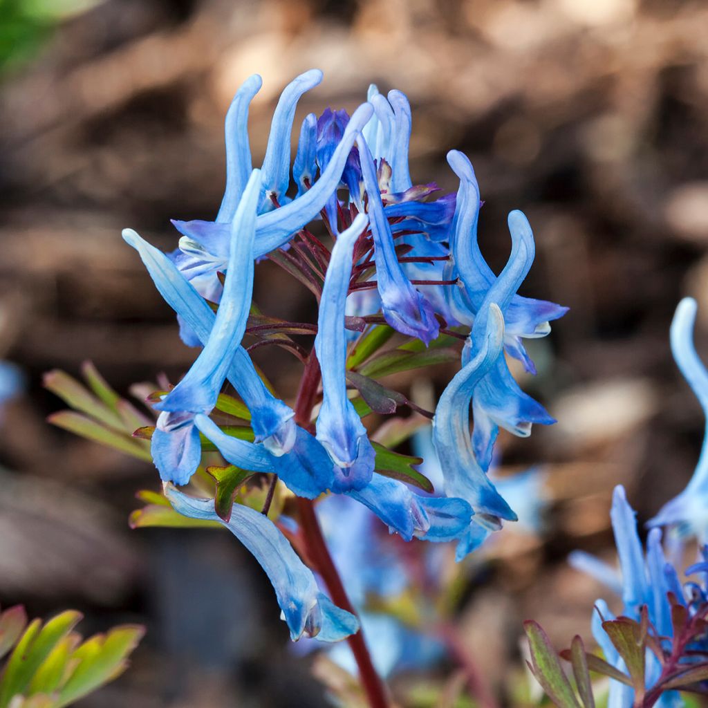 Corydalis flexuosa China Blue - Gebogener Lerchensporn