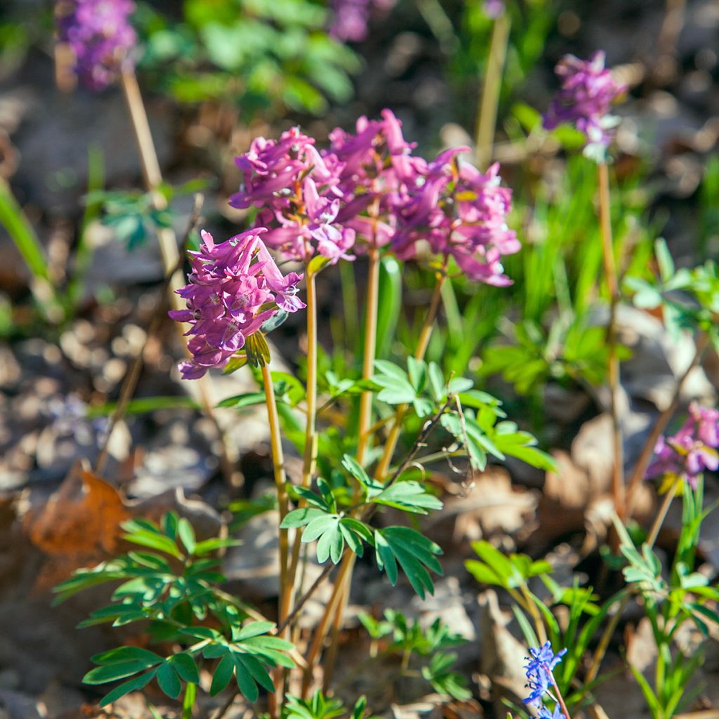 Corydalis solida ssp. solida - Gefingerter Lerchensporn