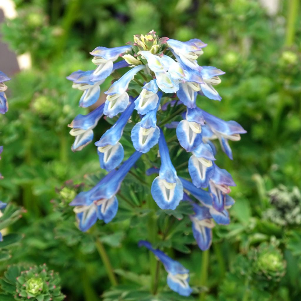 Corydalis calycosa - Blauer Lerchensporn